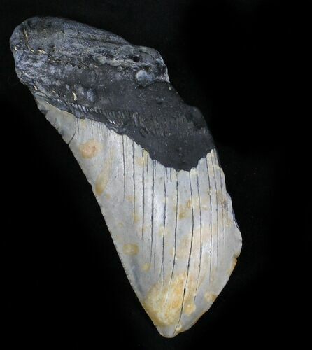 Bargain Partial Megalodon Tooth - North Carolina #28489